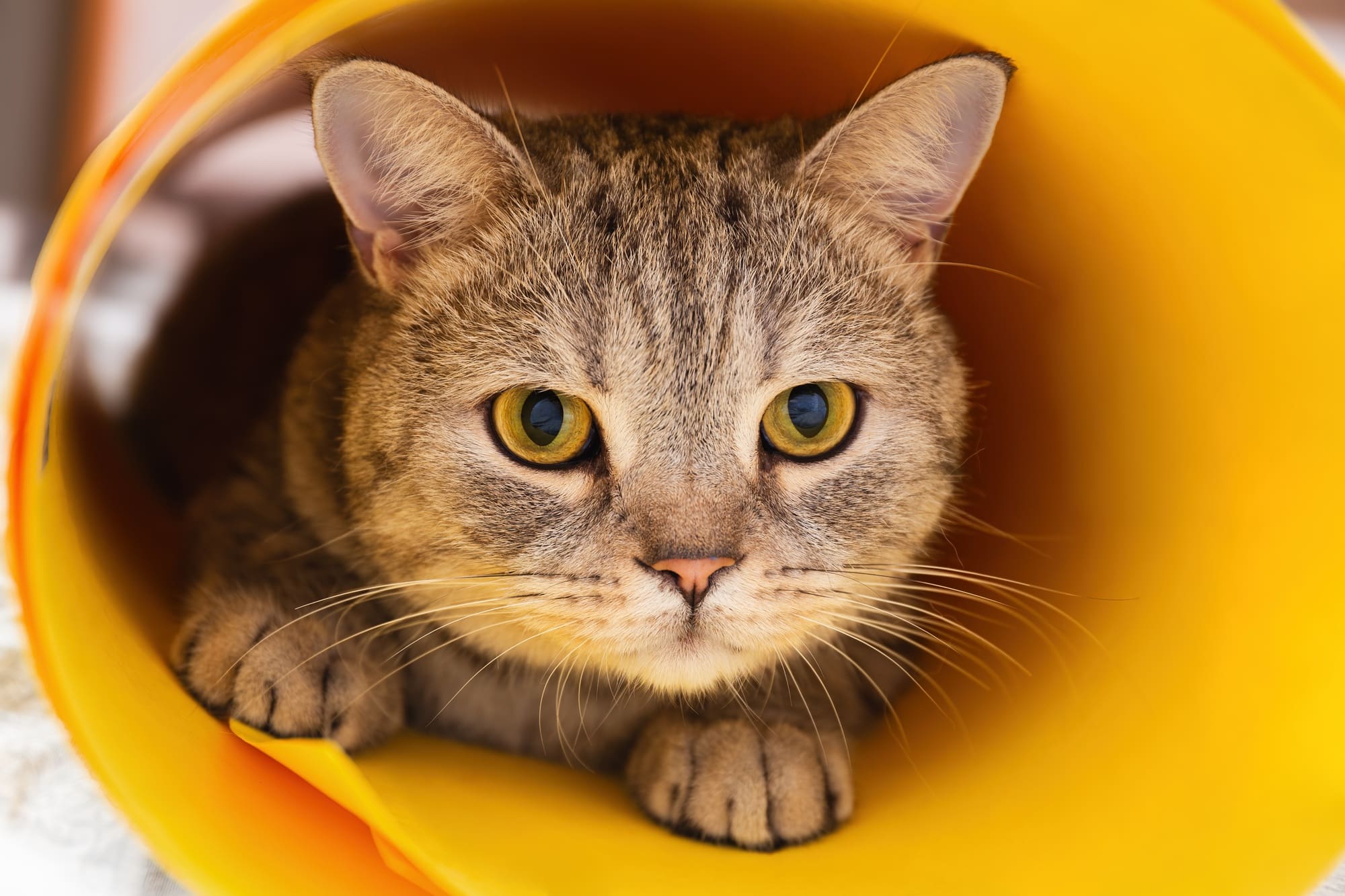 Curious Cat in a Yellow Tube