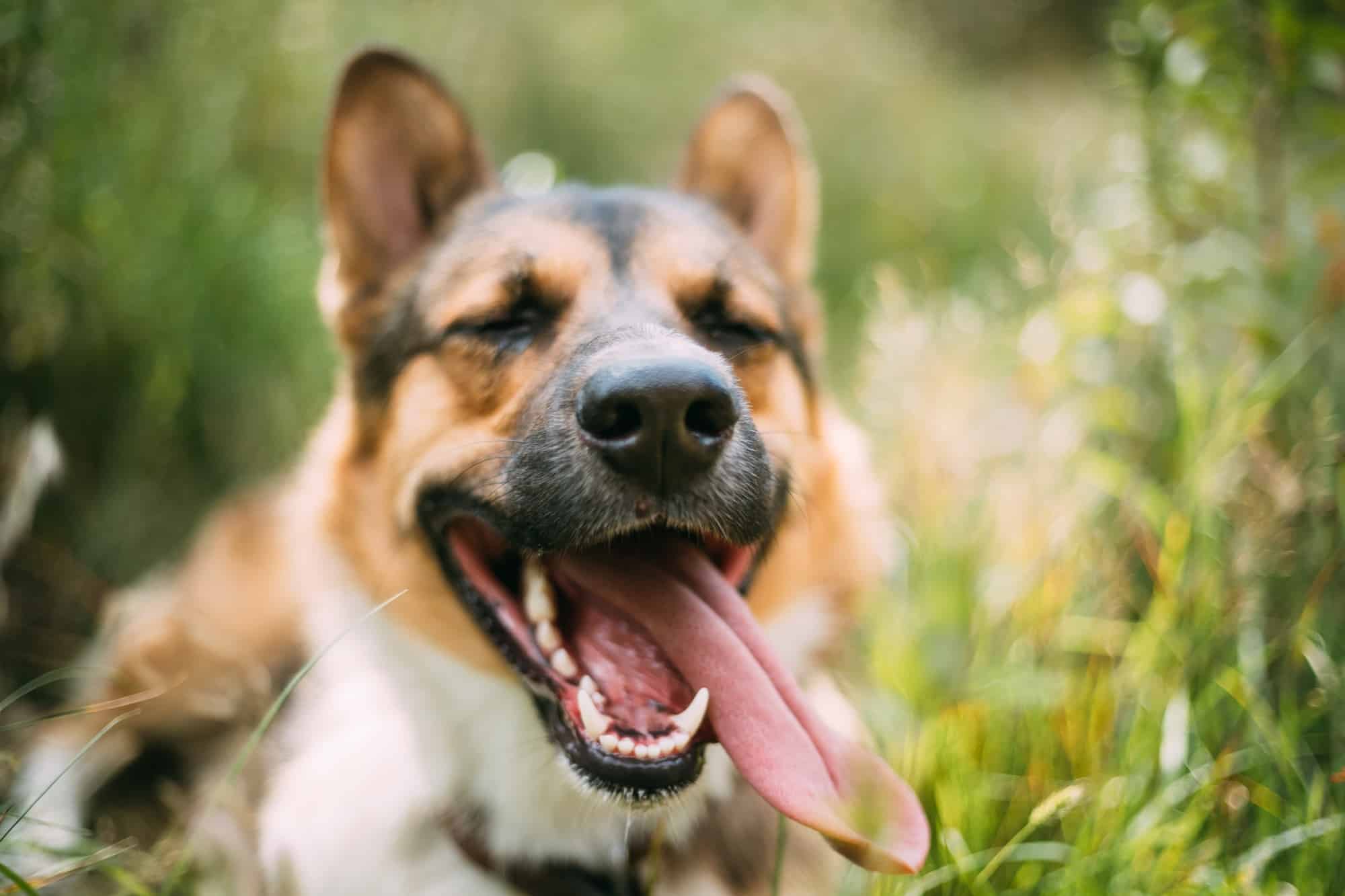 Close Up Portrait Of Funny Mixed Breed Dog Playing In Green Gras